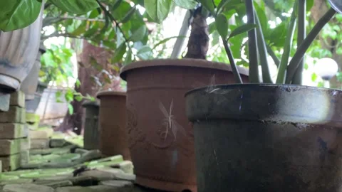 Spider web with trapped mosquitoes Stock Footage 328566056