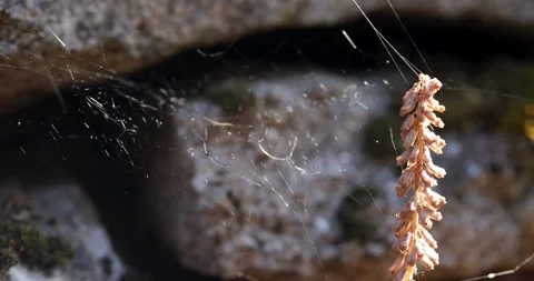Spider web with trapped plant swaying gently Stock Footage 340322339
