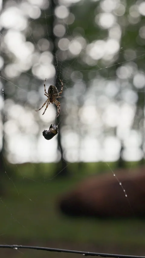 Spider on web with trapped prey against blurred forest background and soft Stock Footage 344770521