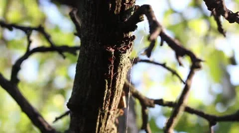 Spider web on a tree branch Stock Footage 12012821