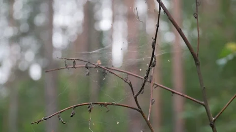Spider web on a tree branch Stock Footage 116488794