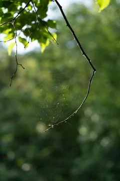 Spider web on tree branch in forest background with morning sun light rays Stock Photos