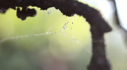 Spider web on a tree branch (macro) Stock Footage 12012989