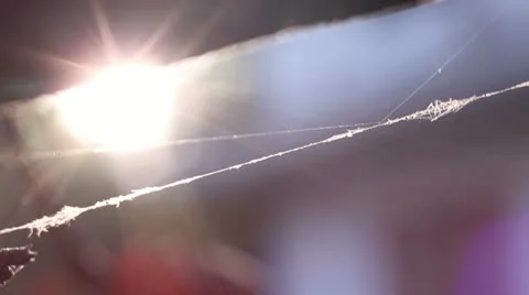 Spider web on a tree branch (macro) _2 Stock Footage 12013320