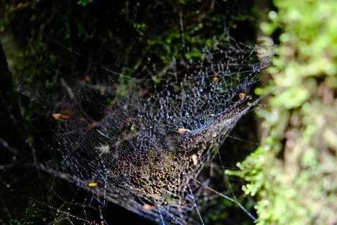 Spider web on tree branch Stock Photos