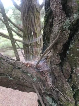Spider web in a tree branch Stock Photos