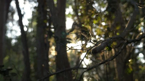 Spider web in tree branch at sunset in Hawaii forest boom up Video stock 122658225
