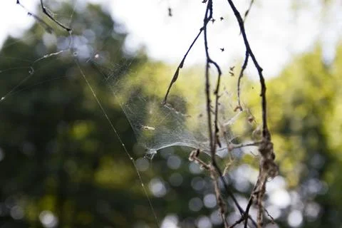 Spider web on tree branches in the forest, macro photo with shallow depth of fie Stock Photos