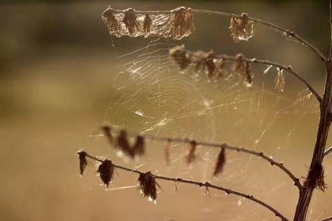 Spider web on tree branches. Nature protection. Arthropods, entomology Foto stock