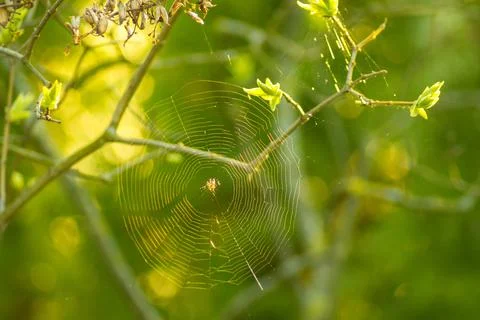Spider web on tree branches Stock Photos