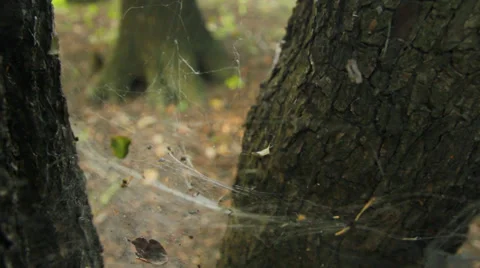 Spider web on tree Stock Footage 27463342