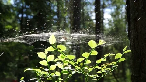 Spider Web in the Tree Stock Footage 79946979