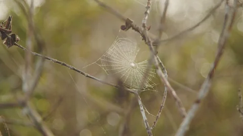 Spider web on a tree Video stock 127533165