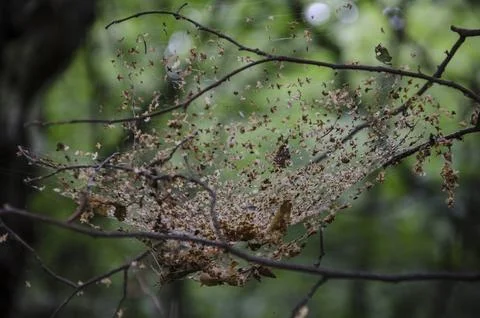 Spider web on a tree in the forest, beautiful photo digital picture Stock Photos
