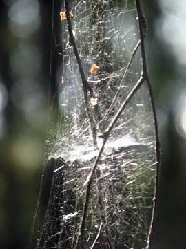 Spider web on a tree in the forest, closeup of photo Stock Photos