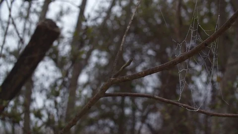Spider Web on Tree in Forest Stock Footage 128239048