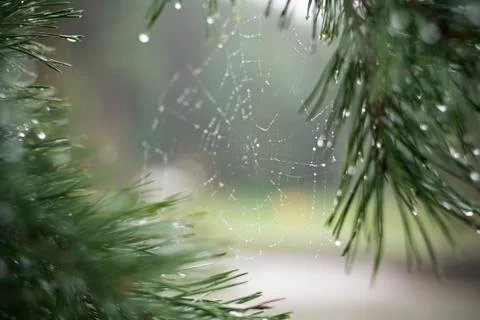 Spider Web on a Tree in the Forest Stock Photos