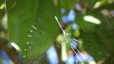 Spider web in the tree leaves reflecting sunlight and blowing in the wind Stock Footage 241546019