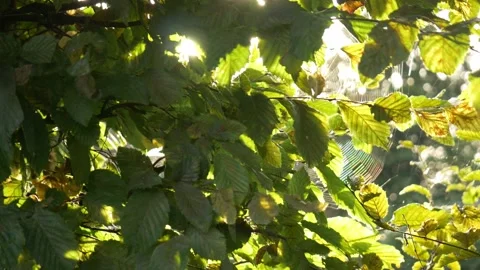 Spider web in tree leaves sunset magical autumn fall halloween leaves Stock Footage 210408742