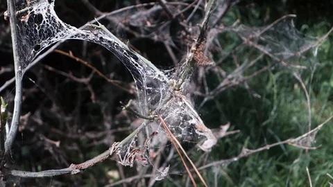 Spider web on tree lives in summer sunlight Stock Footage 90197521