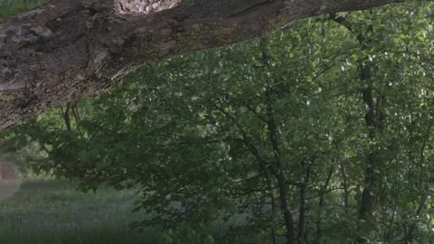 Spider web on the tree in the park 스톡 동영상 76245220