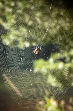 Spider web in the tree Stock Photos