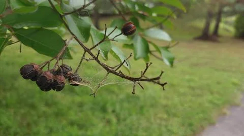 Spider Web on a Tree  Stock Photos