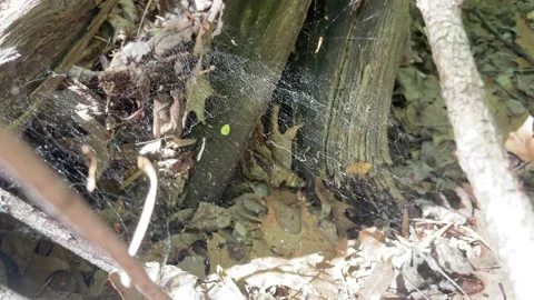 Spider web in tree trunk above dead leaves moves in the woodland wind Stock Footage 239492115