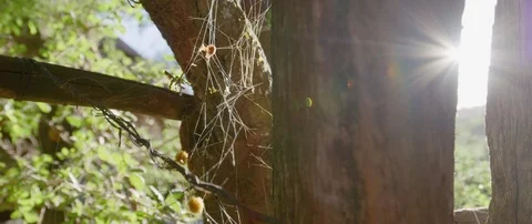 Spider web on tree trunk Video stock 105463774