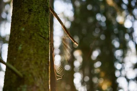 Spider web on a tree trunk Stock Photos