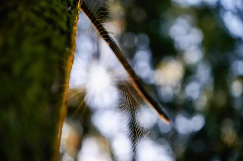 Spider web on a tree trunk Stock Photos
