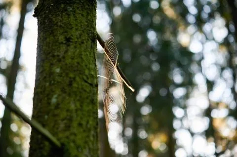 Spider web on a tree trunk Stock Photos