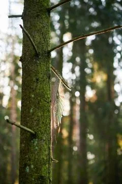 Spider web on a tree trunk Stock Photos