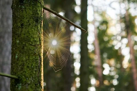 Spider web on a tree trunk Stock Photos