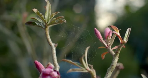 Spider web on tree.Beautiful Spider Web.Spider web on the Adenium tree.Close up  Stock Footage 298184920