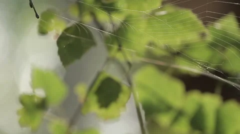 Spider web of trees Stock Footage 61536244
