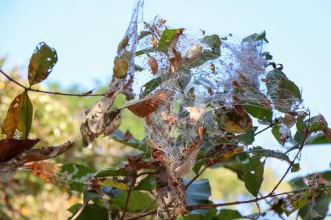 Spider web on trees Fotos de archivo