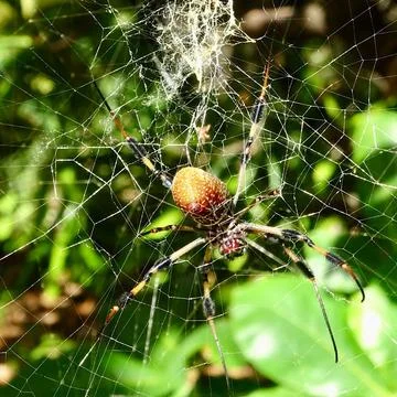 Spider on Web in Trees Stock Photos