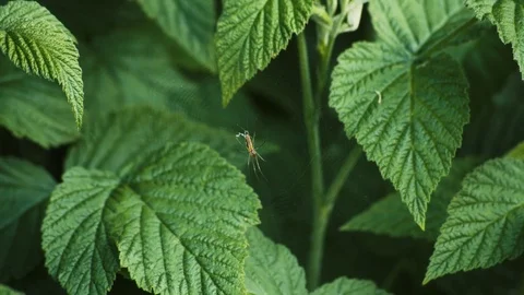 Spider On Web Tries To Catch a Fly Macro 4K Stockbeeldmateriaal 85058091