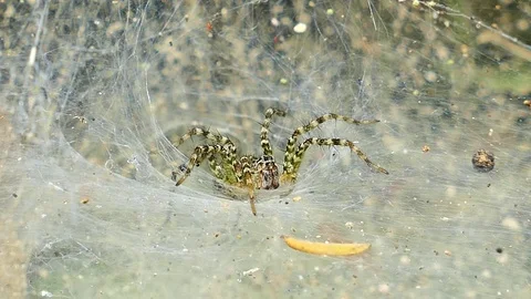 Spider on web in tropical rain forest. Stock Footage 70694733