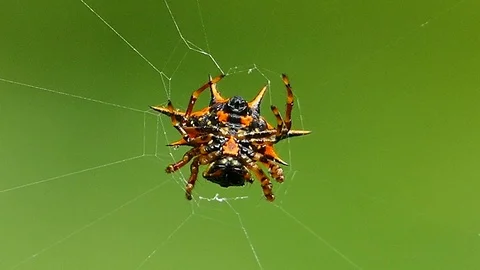 Spider on web in tropical rain forest. Stock-Footage 72338077