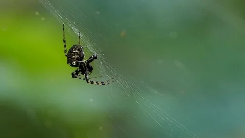 Spider on web in tropical rain forest. Stock Footage 74584251