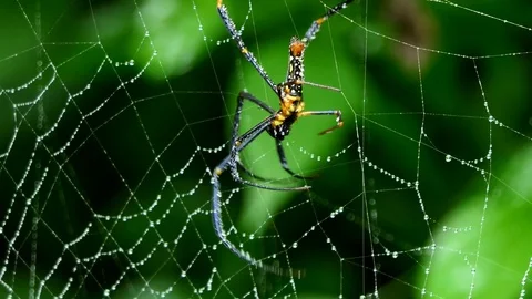 Spider on web in tropical rain forest. Video stock 76870112
