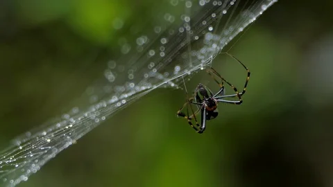 Spider on web in tropical rain forest. Stock Footage 83313466