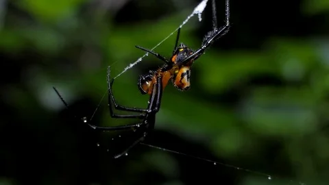 Spider on web in tropical rain forest Vídeos de archivo 83940453