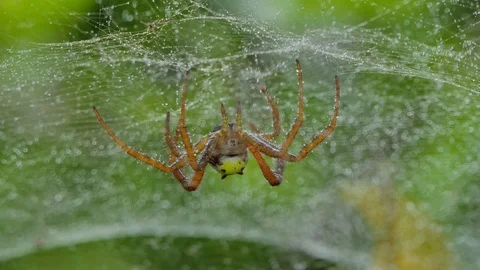 Spider on web in tropical rain forest, after rain. Vídeos de archivo 92421281