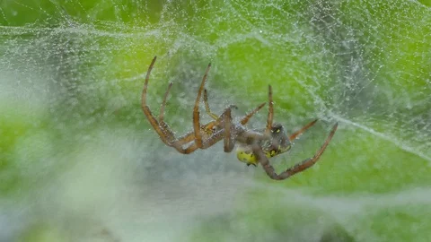 Spider on web in tropical rain forest. Vídeos de archivo 93581328