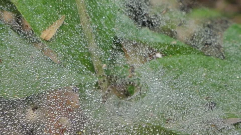 Spider on web in tropical rain forest. Stock Footage 136235857