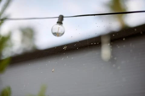 Spider web under light bulb in outdoor setting Stockfoto's