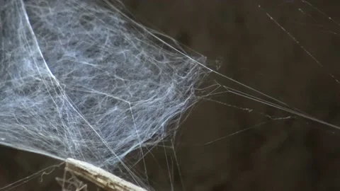 Spider web under the window close up Stock Footage 158929550